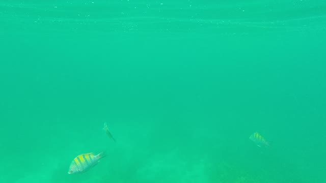 PALMILLA LOS CABOS BCS MEXICO-2021: Striped Fish Swimming in Clear Turquoise Water