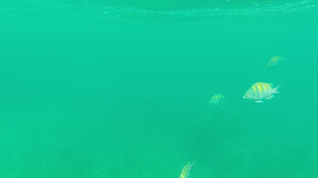 PALMILLA LOS CABOS BCS MEXICO-2021: Small Striped Fish Swimming in Clear Turquoise Water