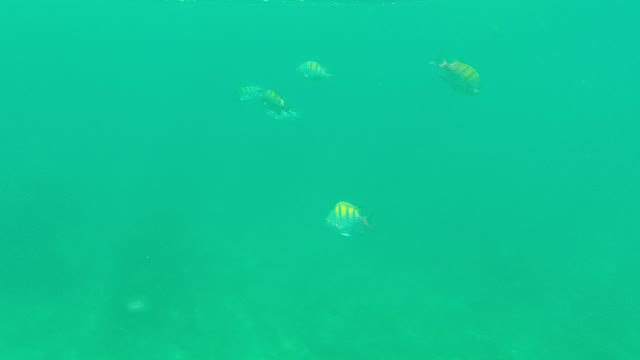 PALMILLA LOS CABOS BCS MEXICO-2021: Small Fish Swimming in Clear Turquoise Water
