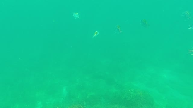 PALMILLA LOS CABOS BCS MEXICO-2021: Striped Fish Swimming in Clear Turquoise Ocean Water