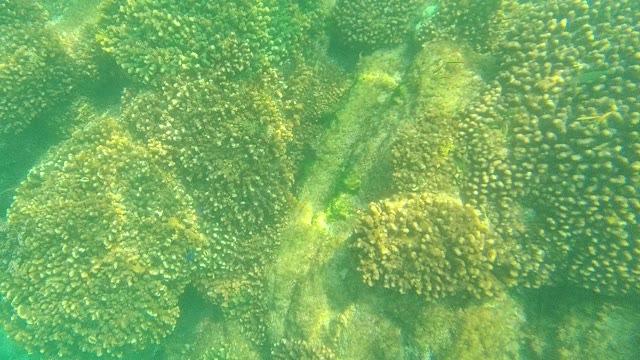 PALMILLA LOS CABOS BCS MEXICO-2021: Coral Reef and Swimming Fish in Shallow Ocean