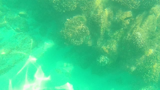 PALMILLA LOS CABOS BCS MEXICO-2021: Coral Reef in Clear Turquoise Water with Sunlight