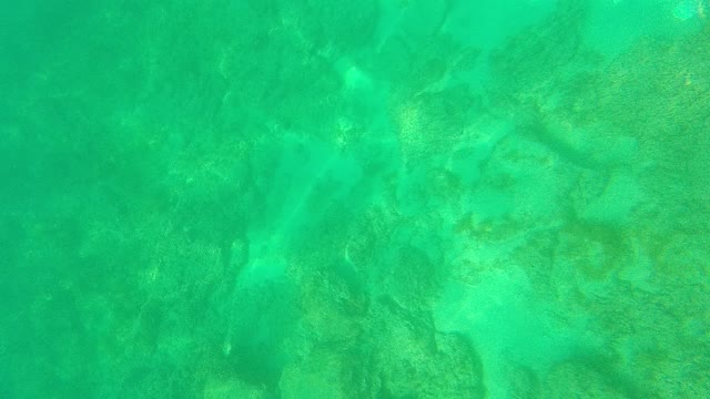 PALMILLA LOS CABOS BCS MEXICO-2021: Underwater View of Coral and Ocean Floor