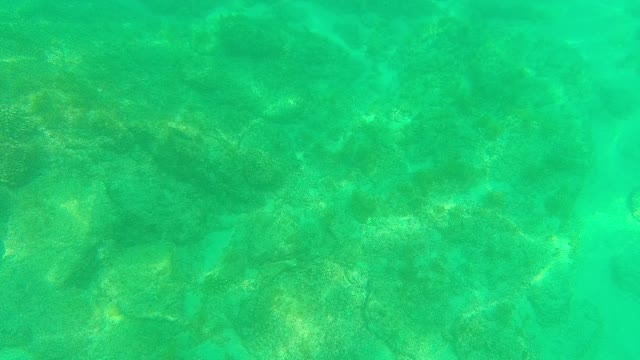 PALMILLA LOS CABOS BCS MEXICO-2021: Underwater View of Clear Turquoise Water and Seabed