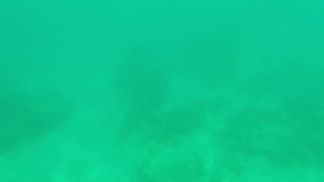 PALMILLA LOS CABOS BCS MEXICO-2021: Underwater Coral Reef with Swimming Fish
