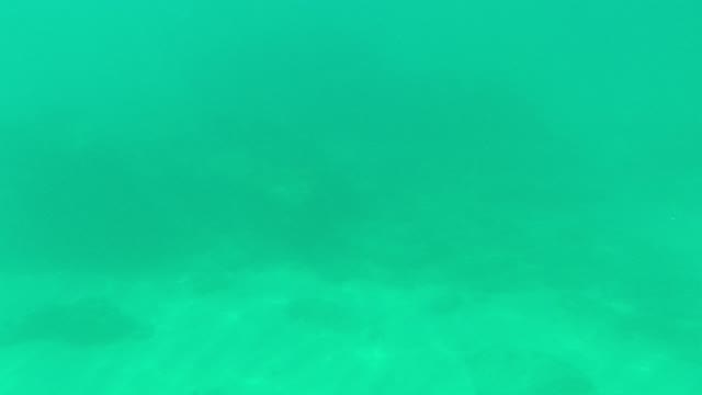 PALMILLA LOS CABOS BCS MEXICO-2021: Underwater Seabed with Rock and Coral Formations
