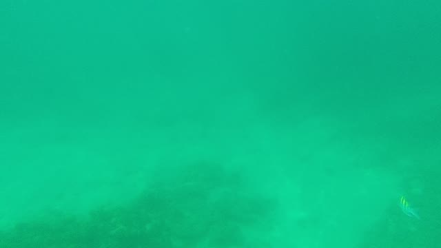 PALMILLA LOS CABOS BCS MEXICO-2021: Small Fish Swimming Over Seabed and Coral