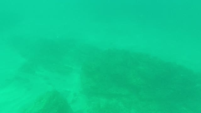 PALMILLA LOS CABOS BCS MEXICO-2021: Striped Fish Swimming Away in Clear Underwater Scene