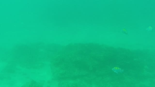 PALMILLA LOS CABOS BCS MEXICO-2021: Small Fish Swimming Near Rocky Ocean Floor