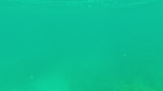 PALMILLA LOS CABOS BCS MEXICO-2021: Small Fish Swimming in Clear Turquoise Ocean Water