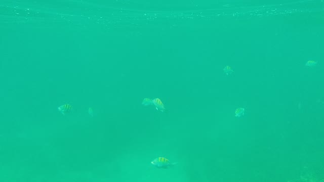PALMILLA LOS CABOS BCS MEXICO-2021: Small Striped Fish Swimming in Clear Turquoise Water