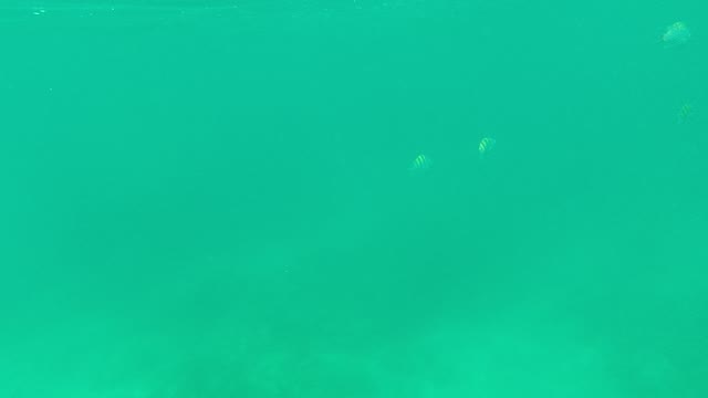 PALMILLA LOS CABOS BCS MEXICO-2021: Small Colorful Fish Swimming in Clear Ocean Water