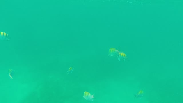 PALMILLA LOS CABOS BCS MEXICO-2021: Small Striped Fish Swimming in Turquoise Water