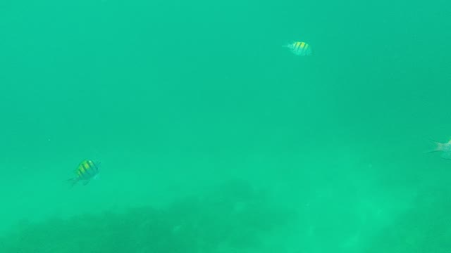 PALMILLA LOS CABOS BCS MEXICO-2021: Small Striped Fish Swimming in Clear Green Water