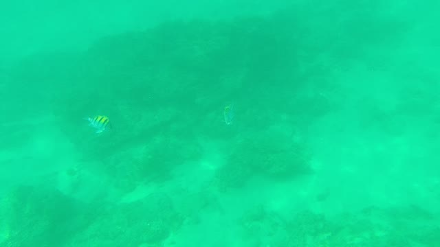 PALMILLA LOS CABOS BCS MEXICO-2021: Colorful Fish Swimming near Coral Reef