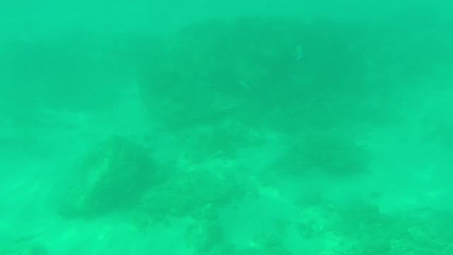 PALMILLA LOS CABOS BCS MEXICO-2021: Small Striped Fish Swimming Over Rocky Seabed