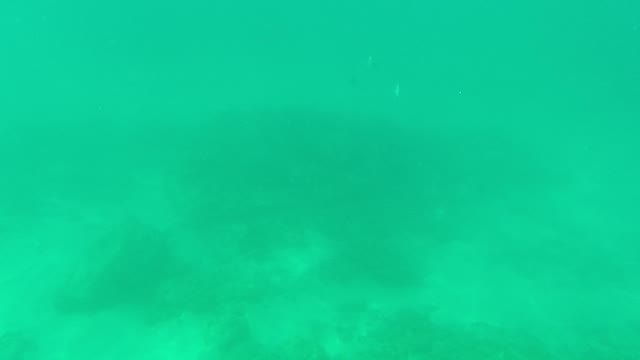 PALMILLA LOS CABOS BCS MEXICO-2021: Underwater Seabed with Rocky Formations and Small Fish