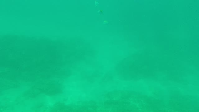 PALMILLA LOS CABOS BCS MEXICO-2021: Underwater Fish Swimming Over Rocky Seabed
