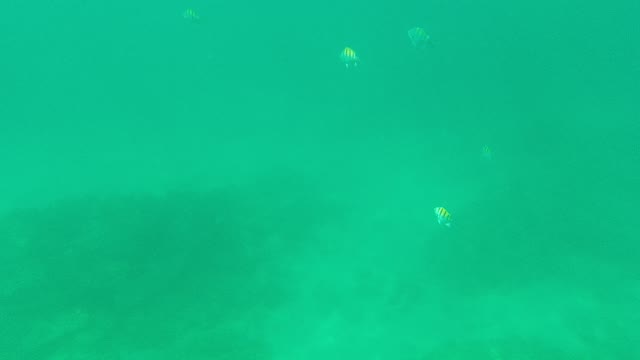 PALMILLA LOS CABOS BCS MEXICO-2021: Small Fish Swimming in Turquoise Underwater Scene