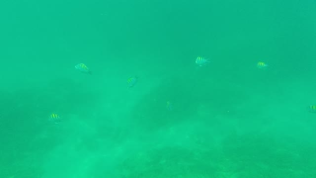 PALMILLA LOS CABOS BCS MEXICO-2021: Small Fish Swimming in Clear Turquoise Water