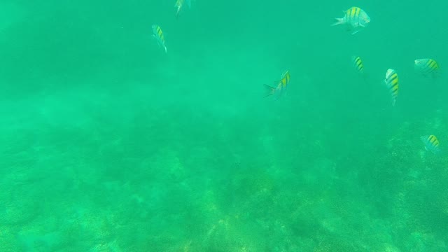 PALMILLA LOS CABOS BCS MEXICO-2021: Small Striped Fish Swimming in Clear Ocean Water