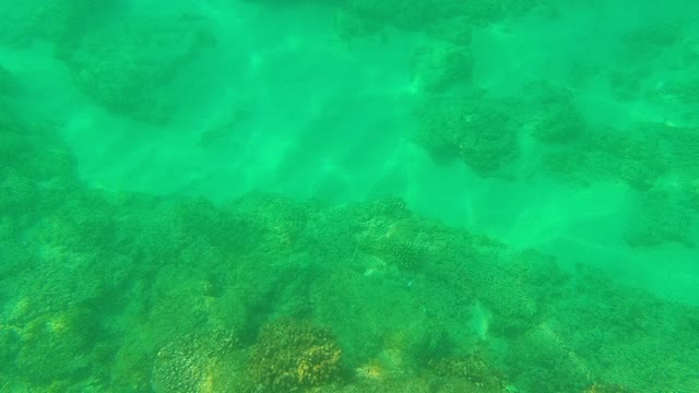 PALMILLA LOS CABOS BCS MEXICO-2021: Coral Reefs and Swimming Fish Underwater