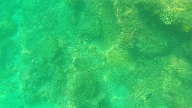 PALMILLA LOS CABOS BCS MEXICO-2021: Coral Reef Underwater in Clear Turquoise Water