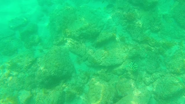 PALMILLA LOS CABOS BCS MEXICO-2021: Underwater Coral Reef with Swimming Fish