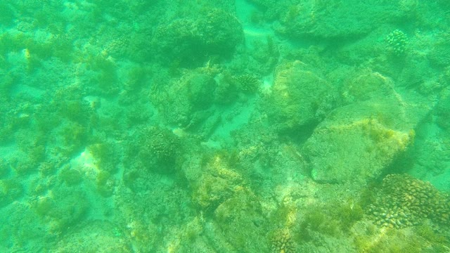PALMILLA LOS CABOS BCS MEXICO-2021: Underwater View of Rocky Seabed with Clear Water