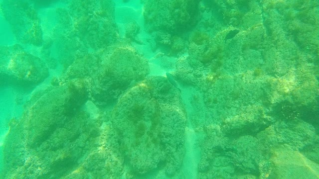 PALMILLA LOS CABOS BCS MEXICO-2021: Underwater Coral and Fish in Clear Turquoise Water