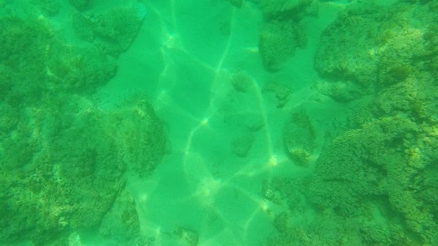 PALMILLA LOS CABOS BCS MEXICO-2021: Underwater View of Algae-Covered Rocks in Clear Water