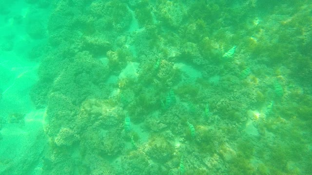 PALMILLA LOS CABOS BCS MEXICO-2021: Coral Reef and Fish Swimming Underwater