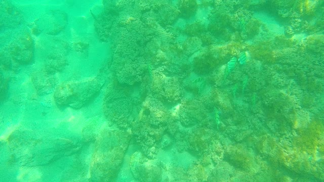 PALMILLA LOS CABOS BCS MEXICO-2021: Fish Swimming Over Rocky Seabed