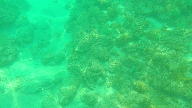 PALMILLA LOS CABOS BCS MEXICO-2021: Underwater Coral and Small Fish in Clear Turquoise Water
