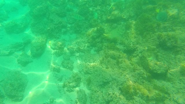 PALMILLA LOS CABOS BCS MEXICO-2021: Underwater Fish Swimming Over Rocky Seabed