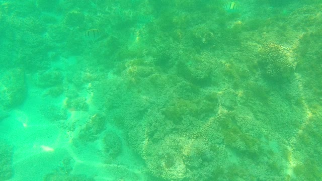 PALMILLA LOS CABOS BCS MEXICO-2021: Coral Reef and Small Fish in Clear Turquoise Water