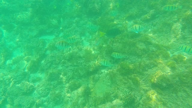 PALMILLA LOS CABOS BCS MEXICO-2021: School of Striped Fish Swimming Over Coral Reef