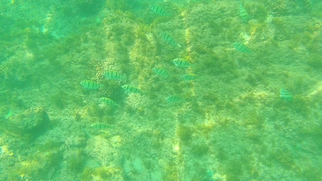 PALMILLA LOS CABOS BCS MEXICO-2021: Striped Fish Swimming Over Coral Reef