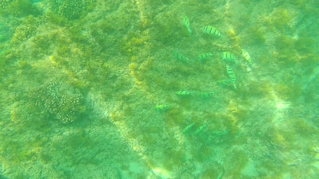 PALMILLA LOS CABOS BCS MEXICO-2021: School of Striped Fish Swimming over Coral Reef