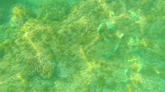 PALMILLA LOS CABOS BCS MEXICO-2021: Striped Fish Swimming Over Seagrass and Coral