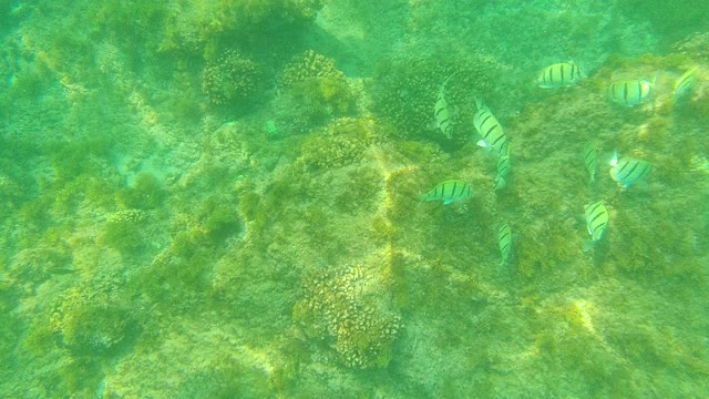 PALMILLA LOS CABOS BCS MEXICO-2021: Striped Fish Swimming Among Coral Reefs Underwater