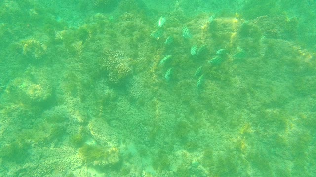 PALMILLA LOS CABOS BCS MEXICO-2021: Fish Swimming Over Coral and Rocky Seabed
