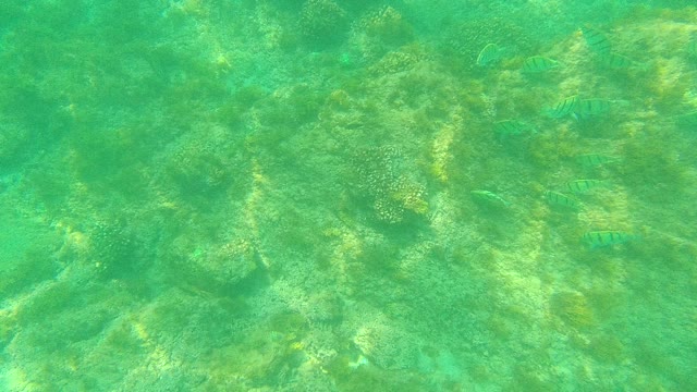 PALMILLA LOS CABOS BCS MEXICO-2021: School of Striped Fish Swimming over Ocean Floor