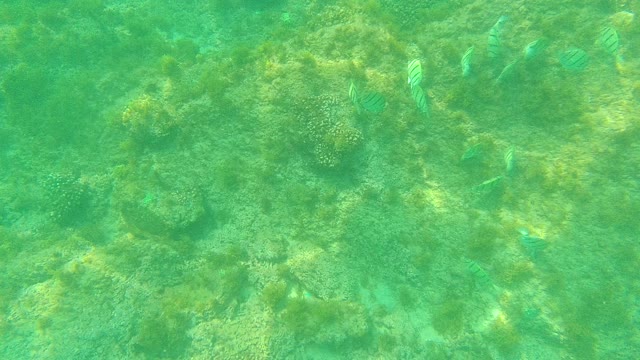 PALMILLA LOS CABOS BCS MEXICO-2021: Striped Fish Swimming Over Coral Reef