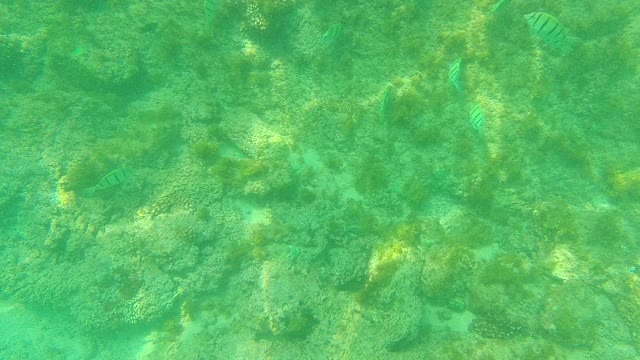 PALMILLA LOS CABOS BCS MEXICO-2021: Tropical Fish Swimming Among Coral Formations