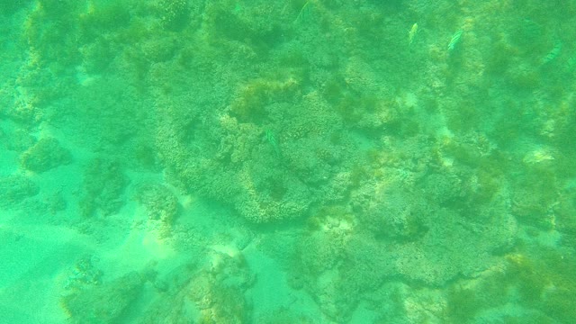 PALMILLA LOS CABOS BCS MEXICO-2021: Underwater Coral Reef with Swimming Fish