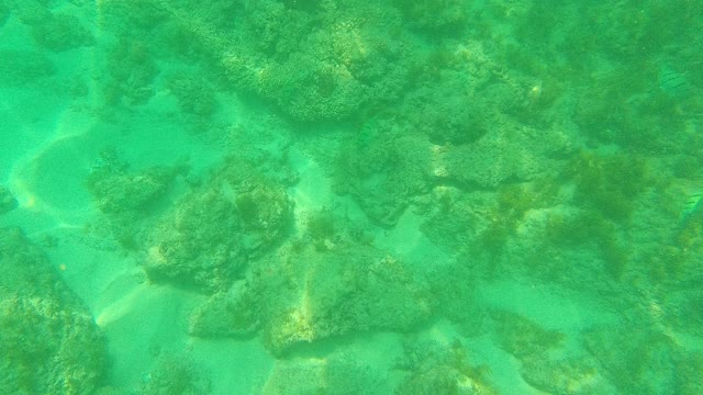 PALMILLA LOS CABOS BCS MEXICO-2021: Underwater View of Rocky Seabed with Small Fish