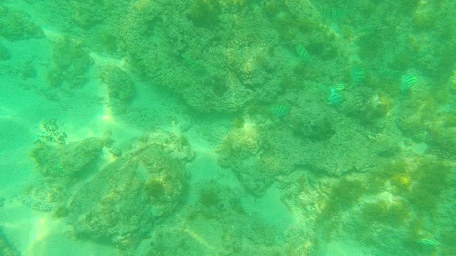 PALMILLA LOS CABOS BCS MEXICO-2021: Coral Reef with Small Fish Swimming in Clear Water
