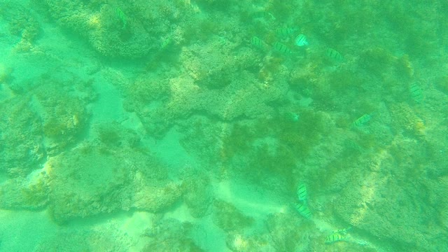 PALMILLA LOS CABOS BCS MEXICO-2021: Small Striped Fish Swimming Among Coral Reefs