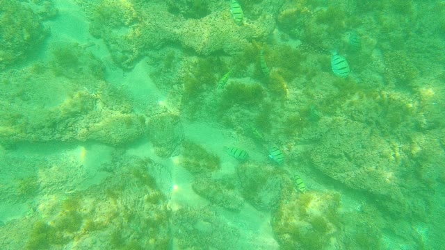 PALMILLA LOS CABOS BCS MEXICO-2021: Striped Fish Swimming Among Rocky Seabed